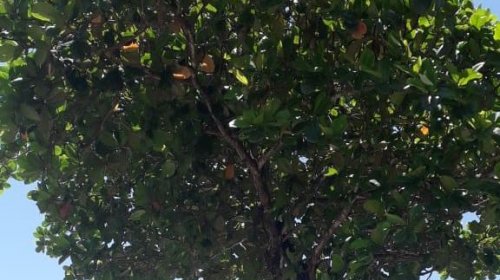 [Moradores de Stella Maris denunciam falta de poda em árvore: “Os toldos e telhados estão sendo...]