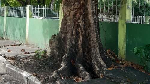 [Árvore de grande porte ameaça cair no Stiep e preocupa moradores]