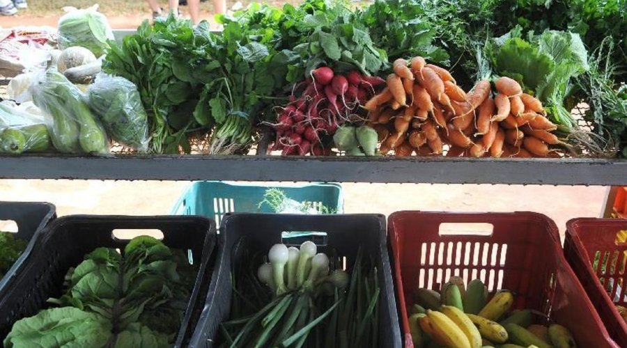 [Dia Mundial do Vegano é celebrado neste 1º de novembro]