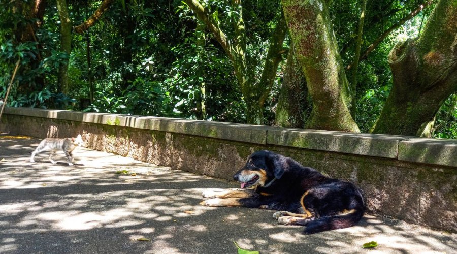 [Cães e gatos também são considerados espécies invasoras no Brasil]