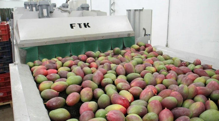 [Exportação de frutas baianas cresce 37% e supera a marca de R$ 1 bi]