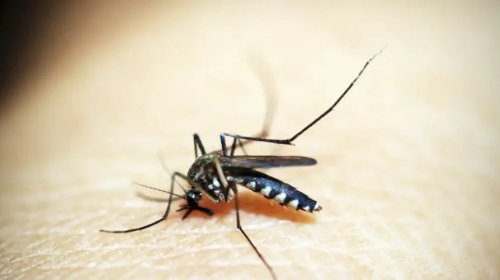 [Entenda por que hemorragia não é o principal sintoma da dengue grave]