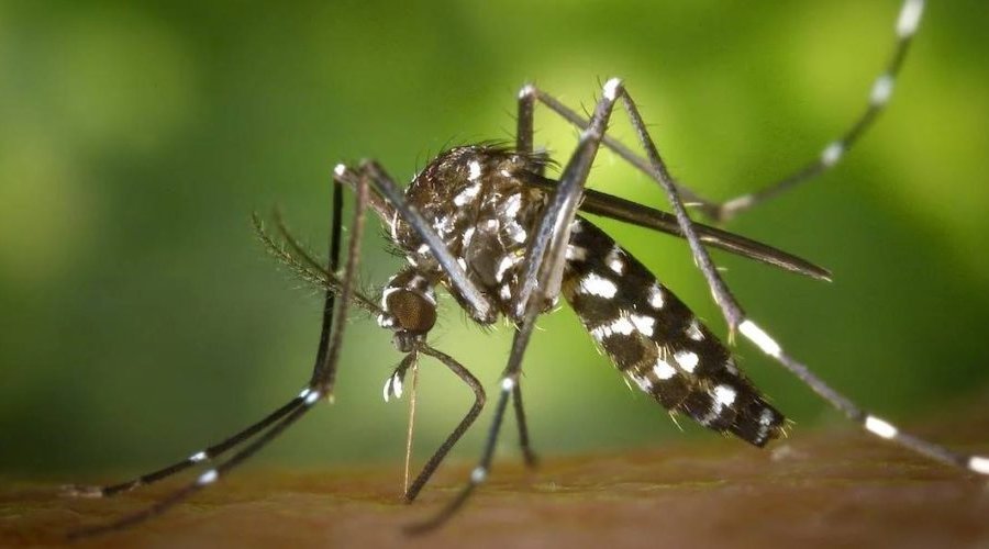 [Em menos de dois meses, Brasil já registra metade dos casos de dengue contabilizados em 2023]