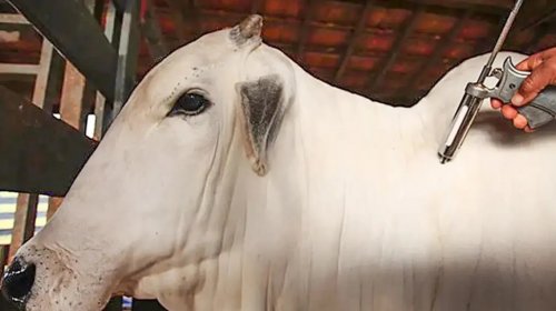 [Brasil é reconhecido internacionalmente como livre da febre aftosa sem uso de vacina e mira novos mercados de carne]