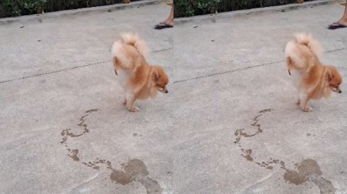 [Cachorro da raça Spitz vira meme ao urinar com 'performance artística']