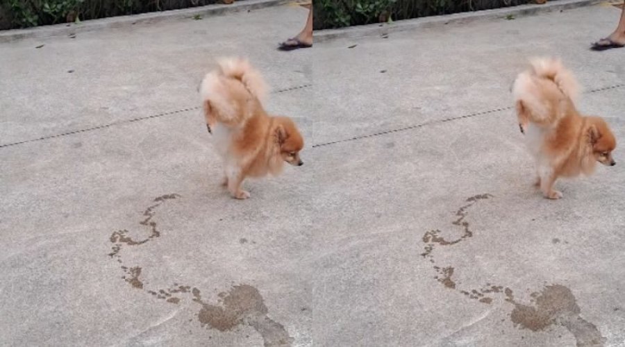 [Cachorro da raça Spitz vira meme ao urinar com 'performance artística']