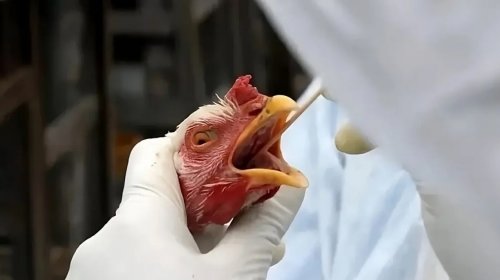[Ceará confirma primeiro foco de gripe aviária em criação doméstica]