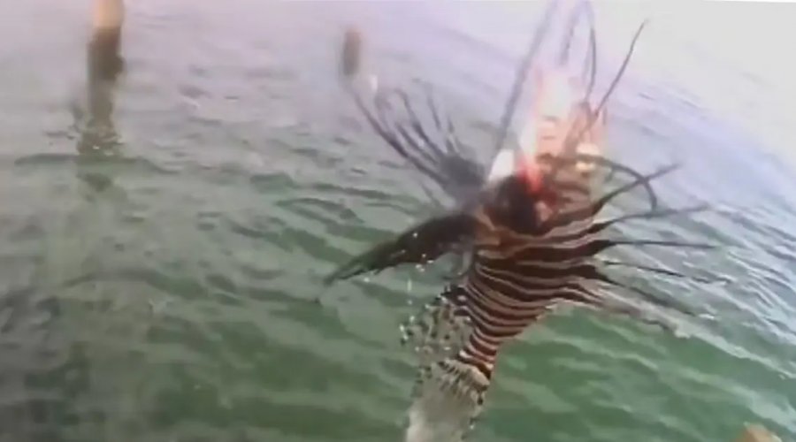 [Peixe-leão é encontrado no sul da Bahia e acende alerta para impactos ambientais]