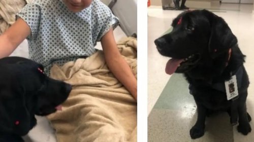 [Hospital Ortopédico da Bahia amplia equipe com nova cadela terapeuta para apoiar pacientes]