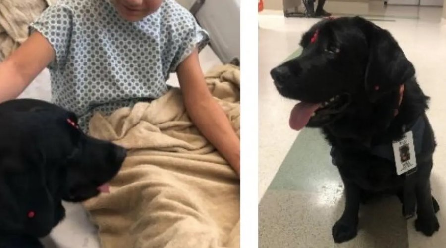 [Hospital Ortopédico da Bahia amplia equipe com nova cadela terapeuta para apoiar pacientes]