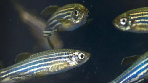 [Pesquisa na Bahia identifica novo composto com potencial analgésico]