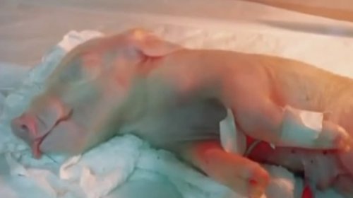 [Brasil avança na ciência com clonagem inédita de porco para transplantes]